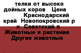 телки от высоко дойных коров › Цена ­ 20 000 - Краснодарский край, Новопокровский р-н, Советский п. Животные и растения » Другие животные   